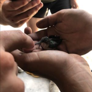 Meet your Posher, Adam